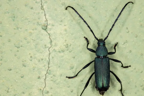 Långbehornad Skalbagge Familjen Cerambycidae — Stockfoto
