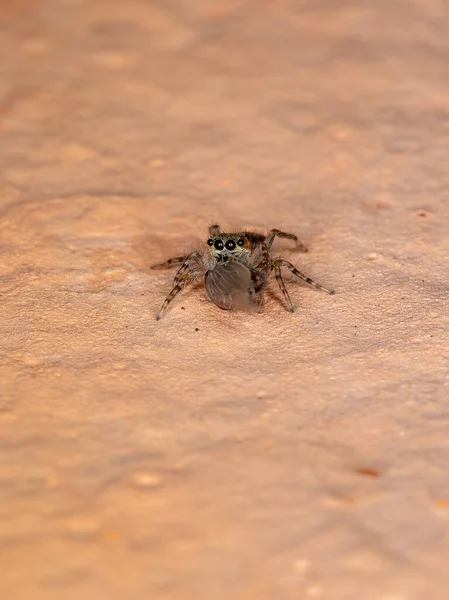 Muro Gris Salto Araña Especie Menemerus Bivittatus — Foto de Stock