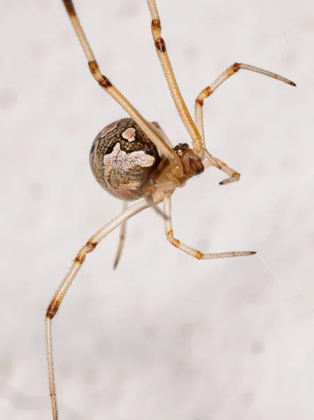 Braune Witwe Der Art Latrodectus Geometricus — Stockfoto