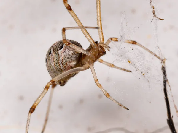 Marrón Viuda Especie Latrodectus Geometricus — Foto de Stock