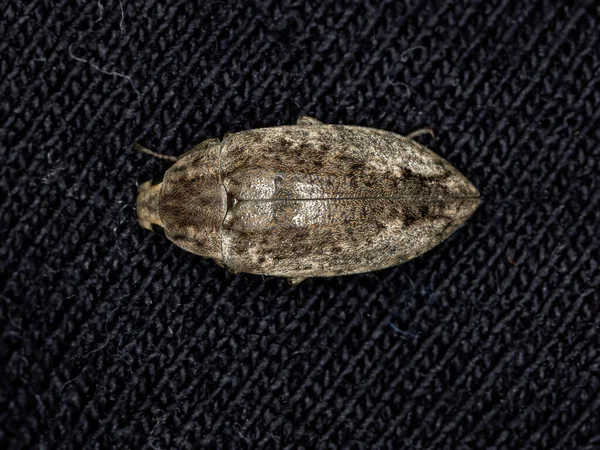 Escarabajo Oscuro Tribu Epitragini — Foto de Stock