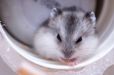 Campbell 'ın cüce hamster' ı Phodopus kampı.
