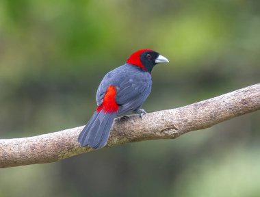 Kırmızı yakalı Tanager (Ramphocelus sanguinolentus) Kosta Rika ormanında yeşil yapraklı bir dala tünemiştir..
