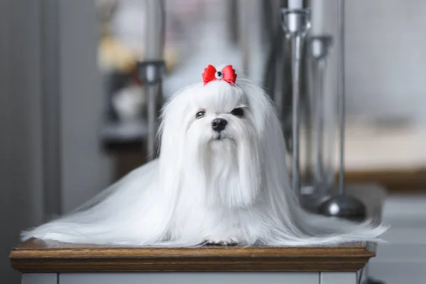 Güzel beyaz bir köpek iç kısmıdır.