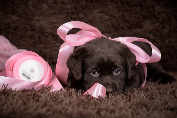 Cachorrinho Labrador de chocolate em fundo marrom e fitas rosa . — Fotografia de Stock