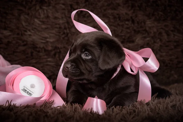 Chocolate Labrador puppy on brown background and pink ribbons.