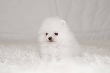 Beyaz tüylü köpek yavrusu beyaz kabarık battaniye yatakta oturup. Kavramı konfor ve hassasiyet.