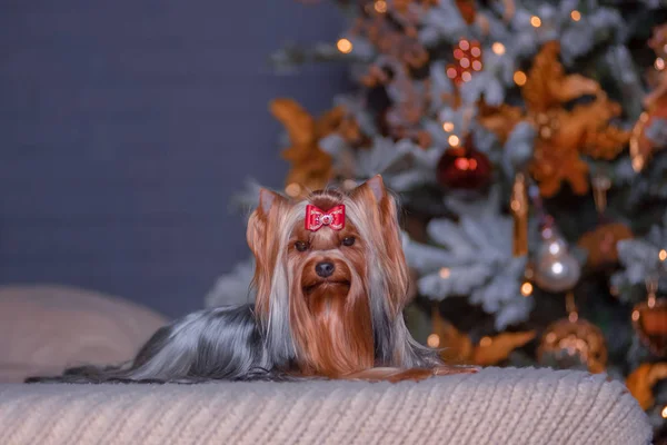 Glamorous dog breed Yorkshire Terrier lies on the bed in a photo Studio with a new years interior. — Stock Photo, Image