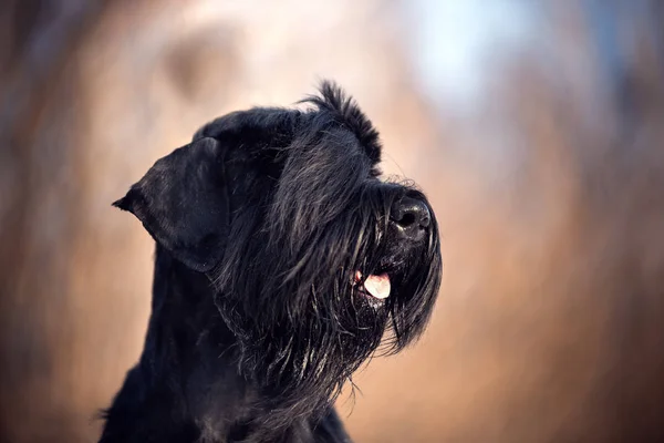 Retrato de una raza de perro barbudo negro riesenschnauzer en el bosque . —  Fotos de Stock