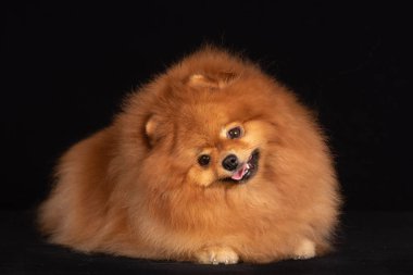 Köpek doğurmak Pomeranian'deki / siyah bir arka plan üzerinde yalan söylüyor.