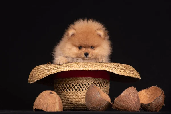 Cachorro de raza un pomerano se sienta en un sombrero de vaquero.Fondo negro y cocos . —  Fotos de Stock