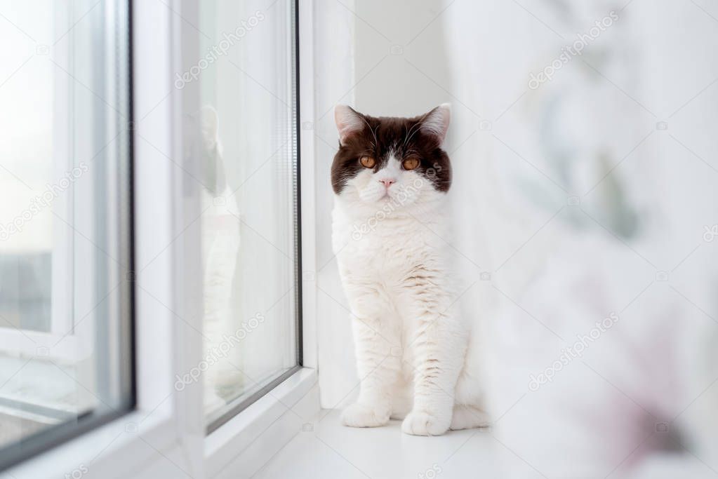 British cat sitting on a plastic window