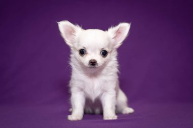 Mor bir arka plan üzerinde Chihuahua küçük köpek yavrusu.