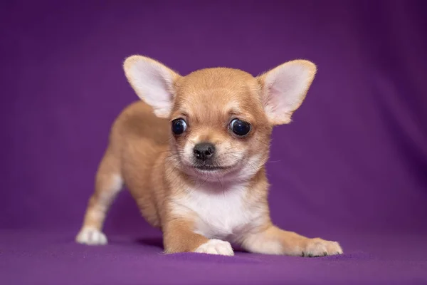 Små Chihuahua valp på en lila bakgrund. — Stockfoto