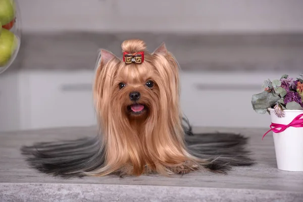 Köpek doğurmak Yorkshire Terrier masada oturan bir güzel mutfak. Güzel damat.
