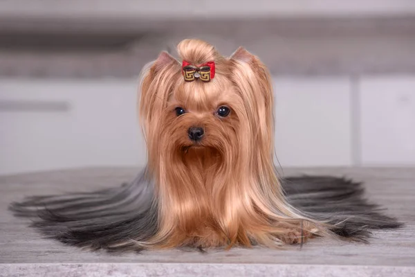 Köpek doğurmak Yorkshire Terrier masada oturan bir güzel mutfak. Güzel damat.