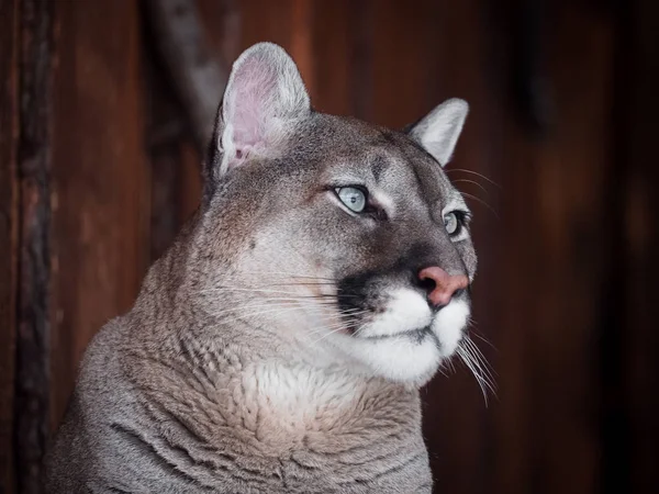 Piękny portret puma. Kanadyjski Cougar. Puma, puma, panther, zimowa scena w lesie. dzikość Ameryka — Zdjęcie stockowe