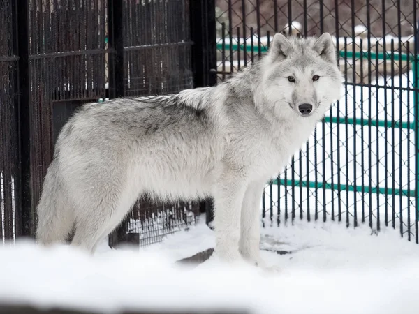 Retrato Lobo Polar Zoológico Siberia — Foto de Stock
