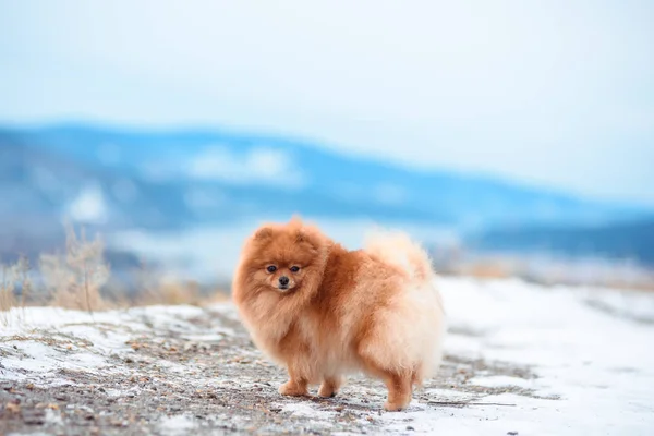 Małe Psy Zimą Grać Sobą Góry Widok Góry Rzeki — Zdjęcie stockowe