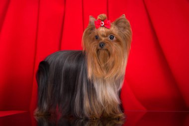 Köpek doğurmak Yorkshire Terrier kırmızı bir arka plan üzerinde. Ayna ayakları altında. Büyük bir damat köpek vardır.