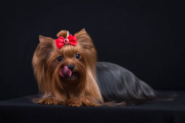 Köpek doğurmak Yorkshire korkunç siyah bir arka plan. Büyük bir damat köpek vardır.