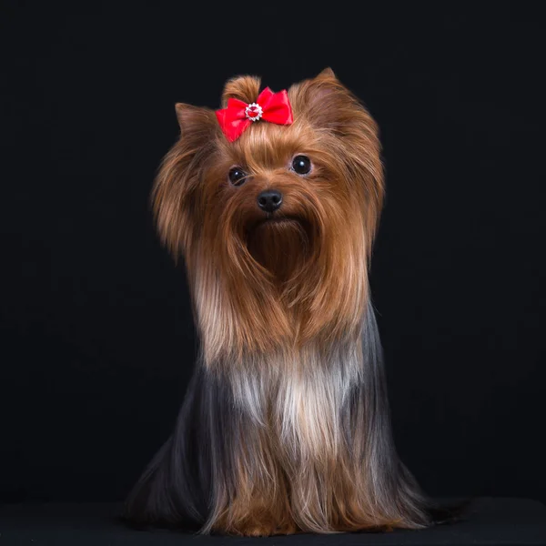 Crianza Perros Yorkshire Terrier Sobre Fondo Negro Perro Tiene Gran —  Fotos de Stock