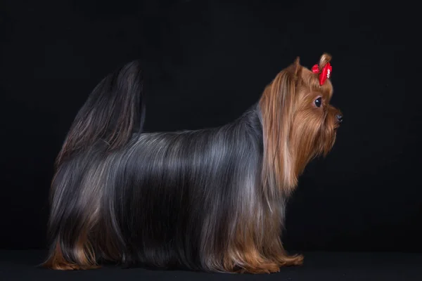 Crianza Perros Yorkshire Terrier Sobre Fondo Negro Perro Tiene Gran —  Fotos de Stock