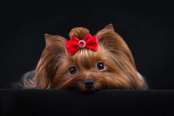 Порода Собак Йоркширский Терьер Черном Фоне Собака Отлично Ухаживает — стоковое фото