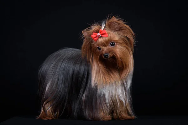 Crianza Perros Yorkshire Terrier Sobre Fondo Negro Perro Tiene Gran —  Fotos de Stock