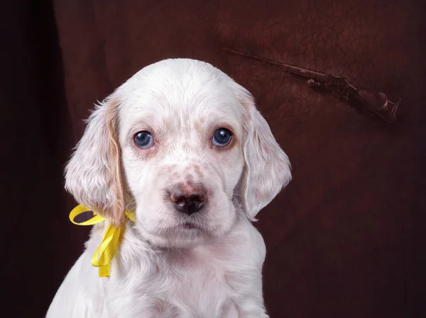 English Setter puppy in training pointing a game bird