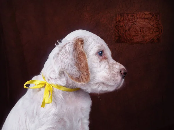 English Setter puppy in training pointing a game bird