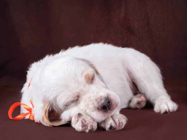 English Setter puppy in training pointing a game bird