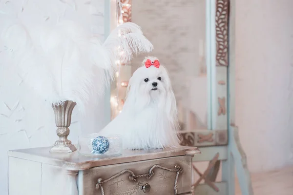 Şık iç mekanlara göz alıcı beyaz Malta.