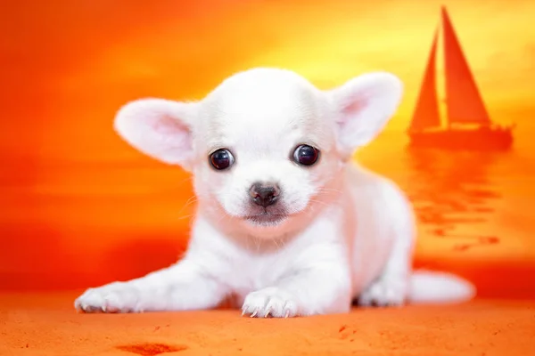 Cachorro blanco Chihuahua en la hermosa playa. . —  Fotos de Stock