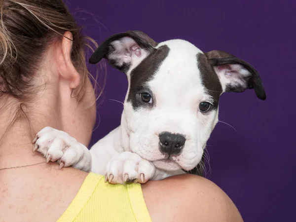Siyah ve beyaz köpek kız omuz.
