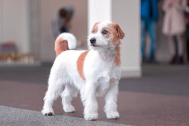 Güzel genç jack russell terrier köpek oturma yakınındaki bir kazanan Kupası