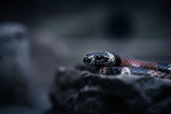 Портрет черной змеи на черном фоне . — стоковое фото