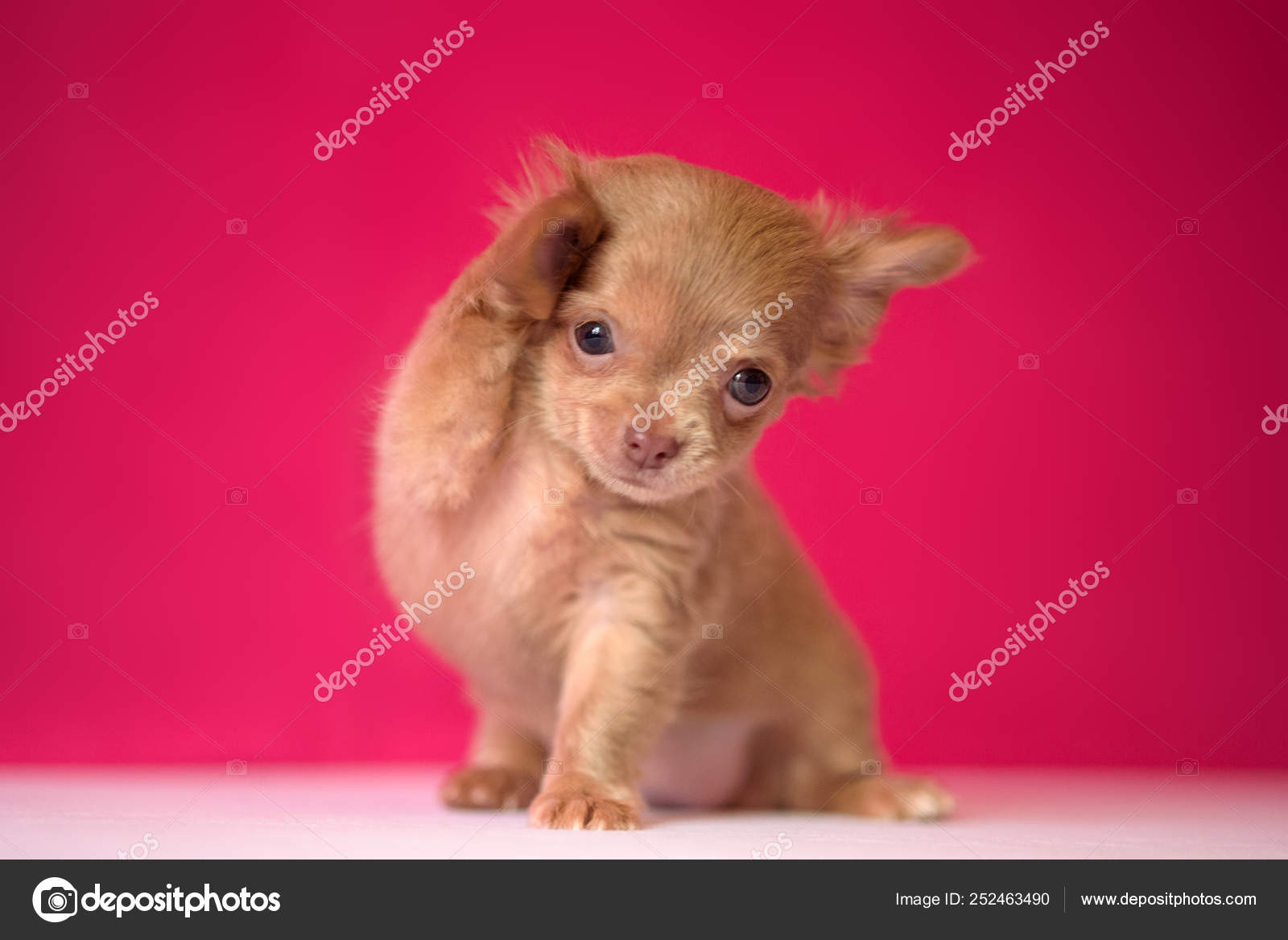 Cute Red Haired Chihuahua Puppy Sits On A Crimson Background