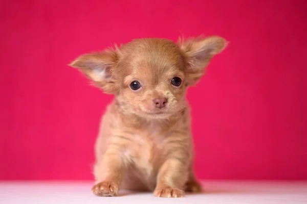 Mignon chiot Chihuahua aux cheveux roux assis sur un fond cramoisi . — Photo