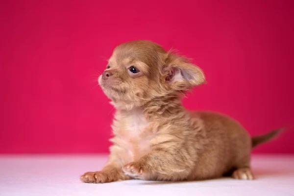 Niedliche rothaarige Chihuahua-Welpe sitzt auf einem purpurroten Hintergrund. — Stockfoto