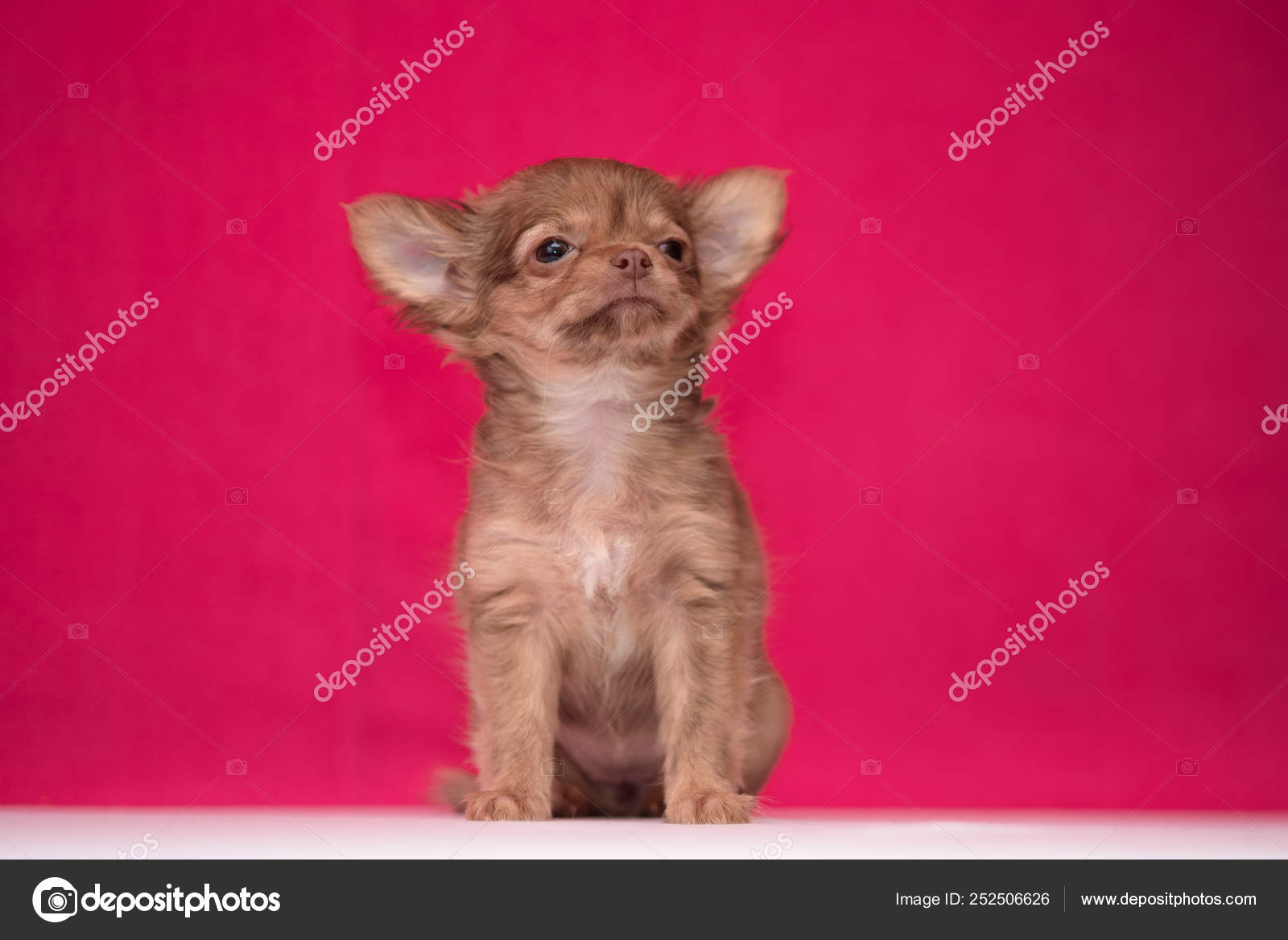 Cute Red Haired Chihuahua Puppy Sits On A Crimson Background