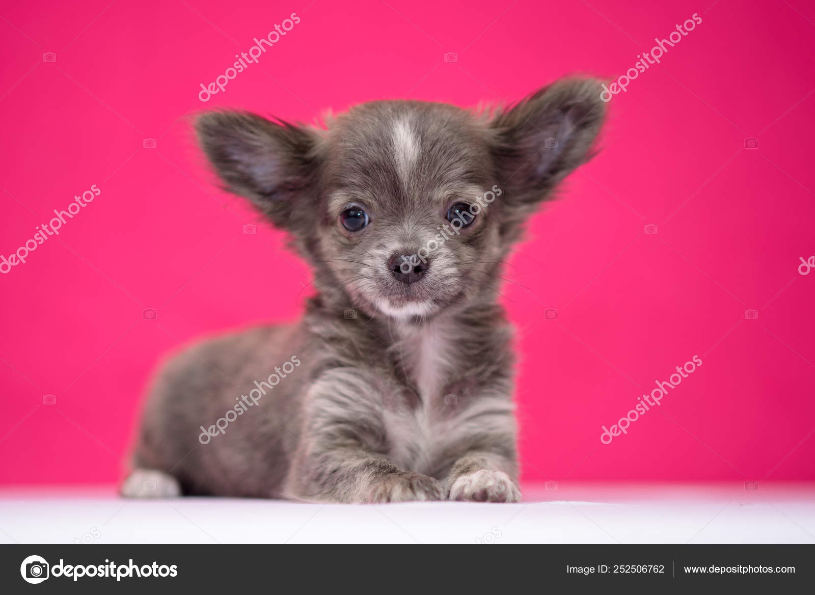 Cute Red Haired Chihuahua Puppy Sits On A Crimson Background