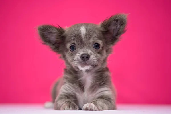 Cute red-haired Chihuahua puppy sits on a crimson background. — Stock Photo, Image