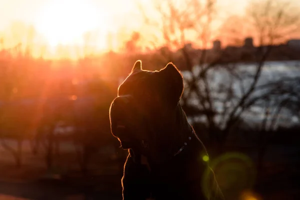 Silhouet van een hond bij zonsondergang. Italiaanse Cane Corso hond. — Stockfoto