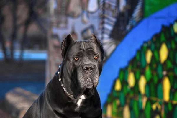 Elegant hund rasen cane Corso ljuger hösten Park. — Stockfoto