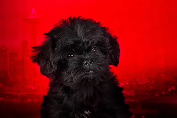 Affenpinscher köpek, kırmızı arka planda portre.