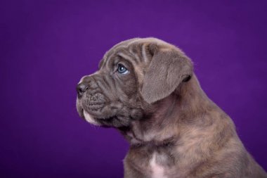 Kane Corso puppy. Portrait on purple background.
