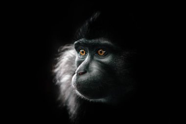 Hayvanat bahçesinde siyah tepeli mangabey.