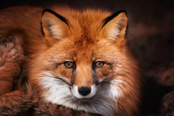 Red Fox mira a la cámara. Retrato . — Foto de Stock