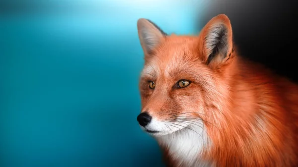 Evcil bir Tilki'nin portresi. Etiket için bir yer.